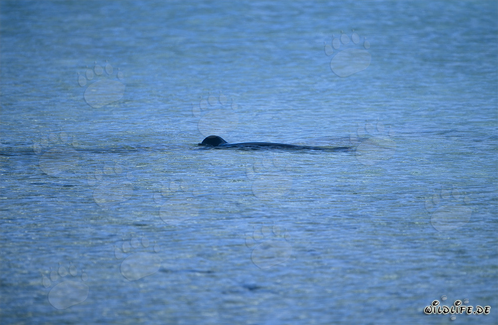 Hawaiian monk seal swimming in a stunning lagoon