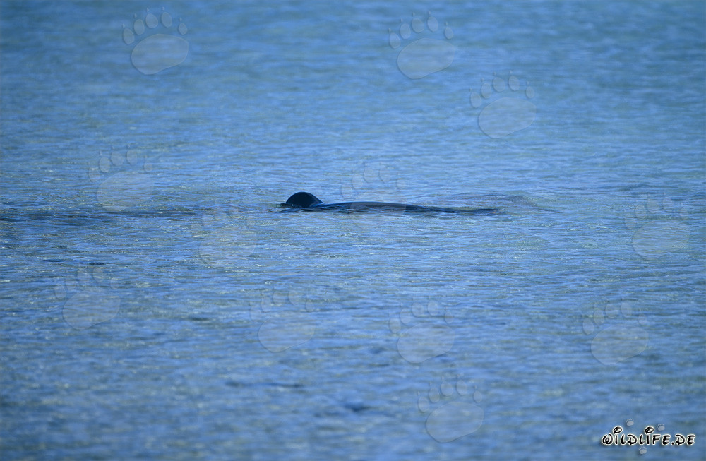 Hawaiianische Moenchsrobbe in einer atemberaubenden Lagune schwimmend