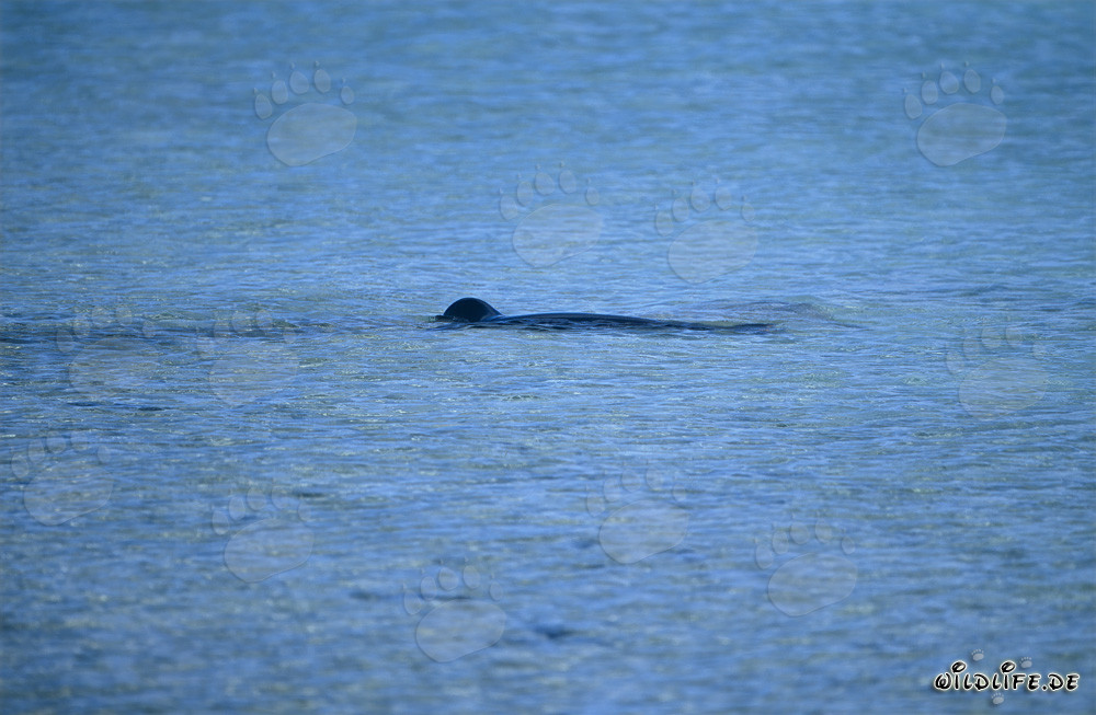 Phoque moine hawaïen nageant dans une lagune époustouflante