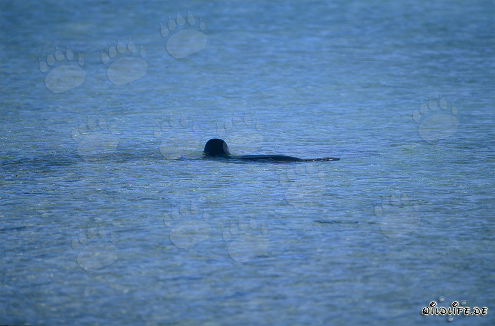 Foca monaca hawaiana nelle acque basse di laguna