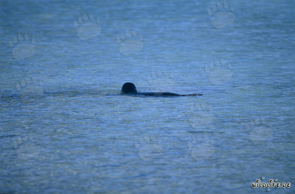 Foca monje hawaiana en aguas poco profundas de laguna