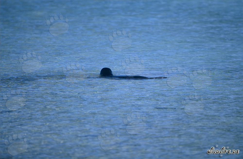 Hawaiianische Moenchsrobbe im flachen Lagunenewasser
