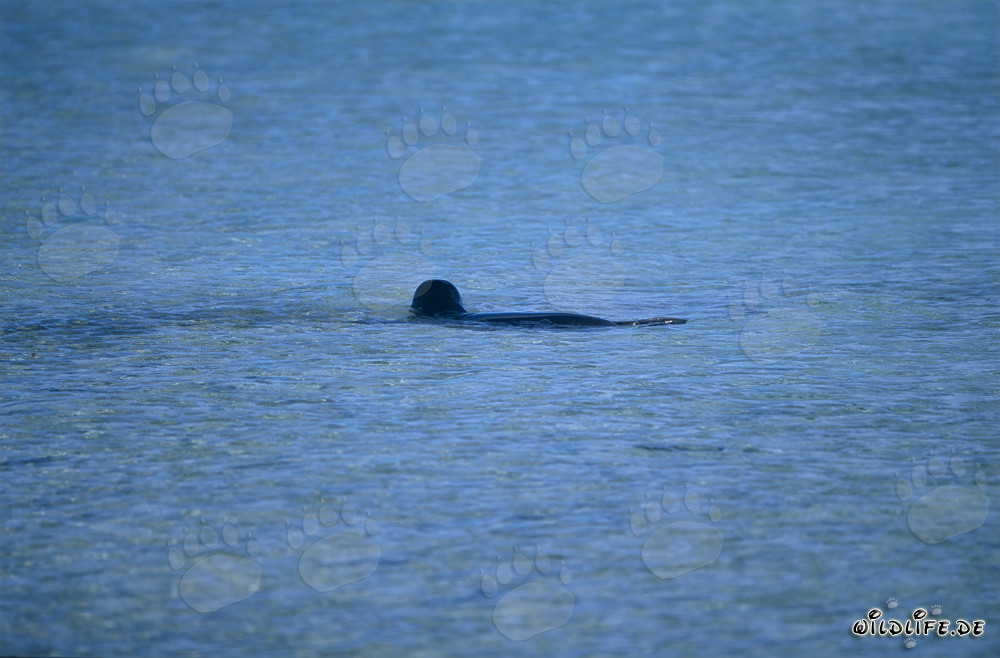 Phoque moine hawaïen dans les eaux peu profondes de lagune