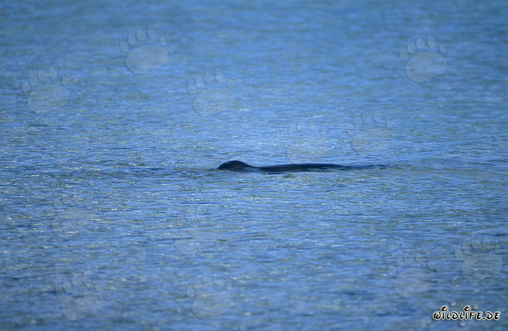 Foca monaca hawaiiana in una pittoresca laguna sull'isola di Midway