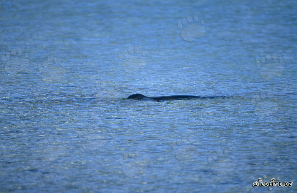 Foca monje hawaiana en una pintoresca laguna en la isla Midway