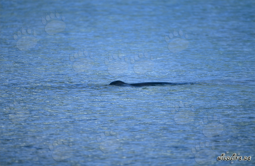 Hawaiian Monk Seal in a Picturesque Lagoon on Midway Island