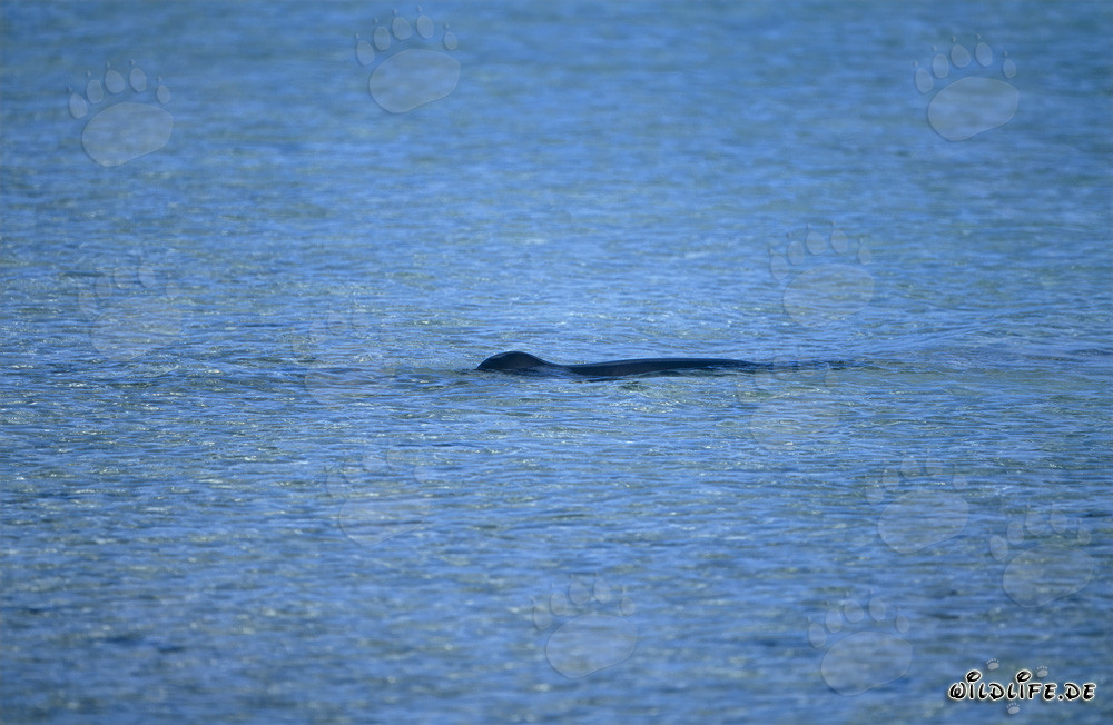 Phoque moine hawaïen dans une lagune pittoresque sur l'île Midway