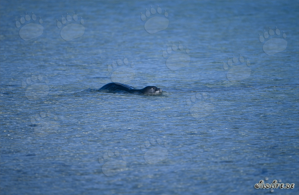 Foca monaca hawaiana nuotante nella laguna