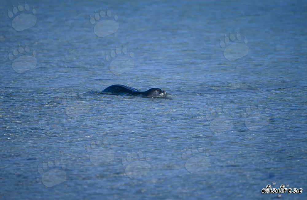 Foca monje hawaiana nadando en la laguna