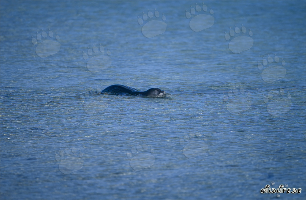 Hawaiian monk seal swimming in a lagoon