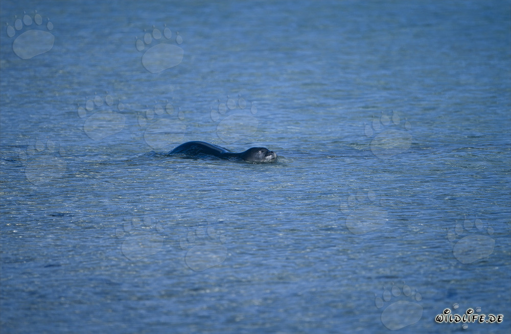 Hawaiianische Moenchsrobbe in der Lagune schwimmend
