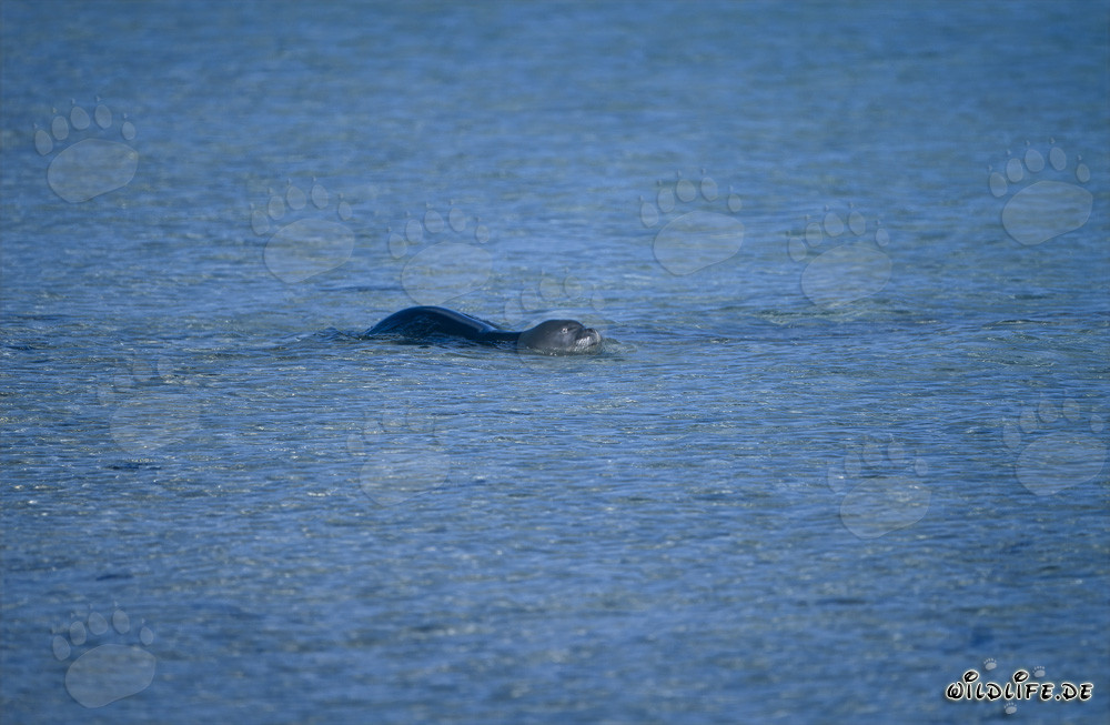 Phoque moine hawaïen nageant dans le lagon