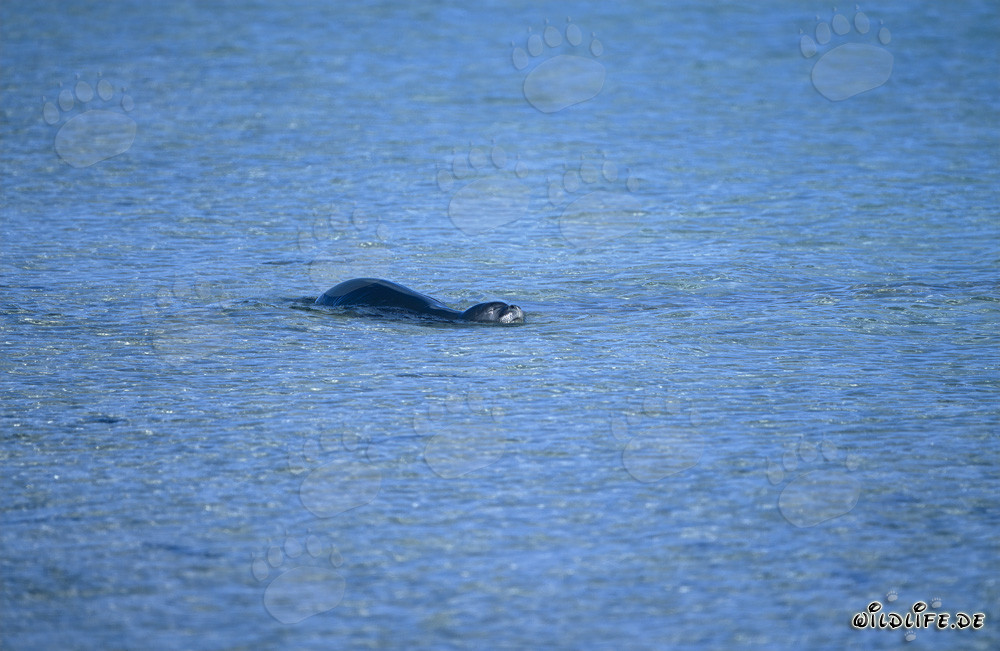 Foca monaca hawaiiana nuotante nelle acque cristalline della laguna di Midway