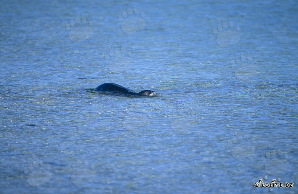 Foca monje hawaiana nadando en las cristalinas aguas de la laguna de Midway
