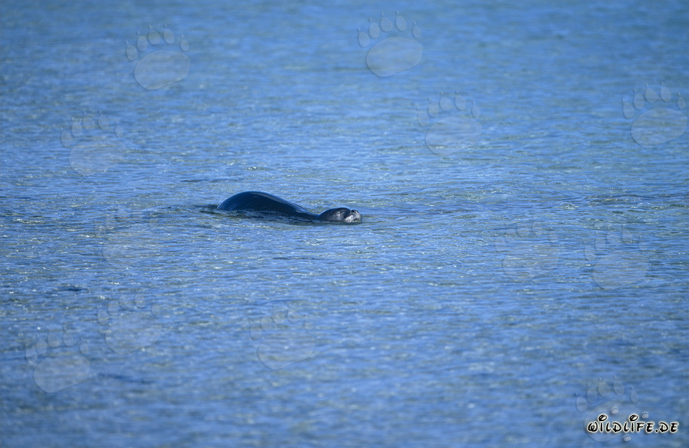 Hawaiian Monk Seal Swimming in the Crystal Clear Waters of Midway Lagoon