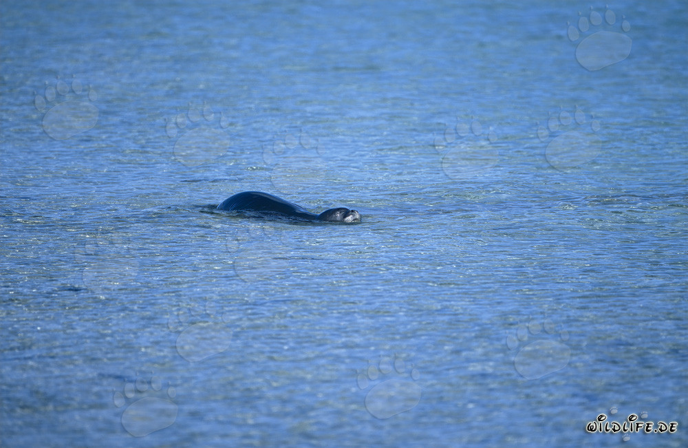 Phoque moine hawaïen nageant dans l'eau cristalline de la lagune de Midway