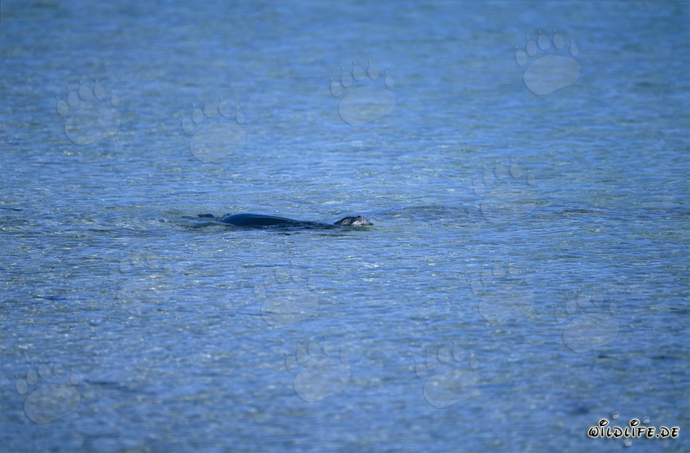 Foca monaca hawaiana che nuota in una laguna