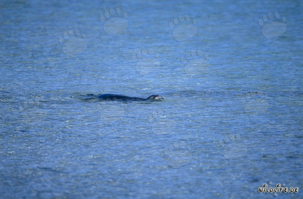 Hawaiian monk seal (Monachus schauinslandi)