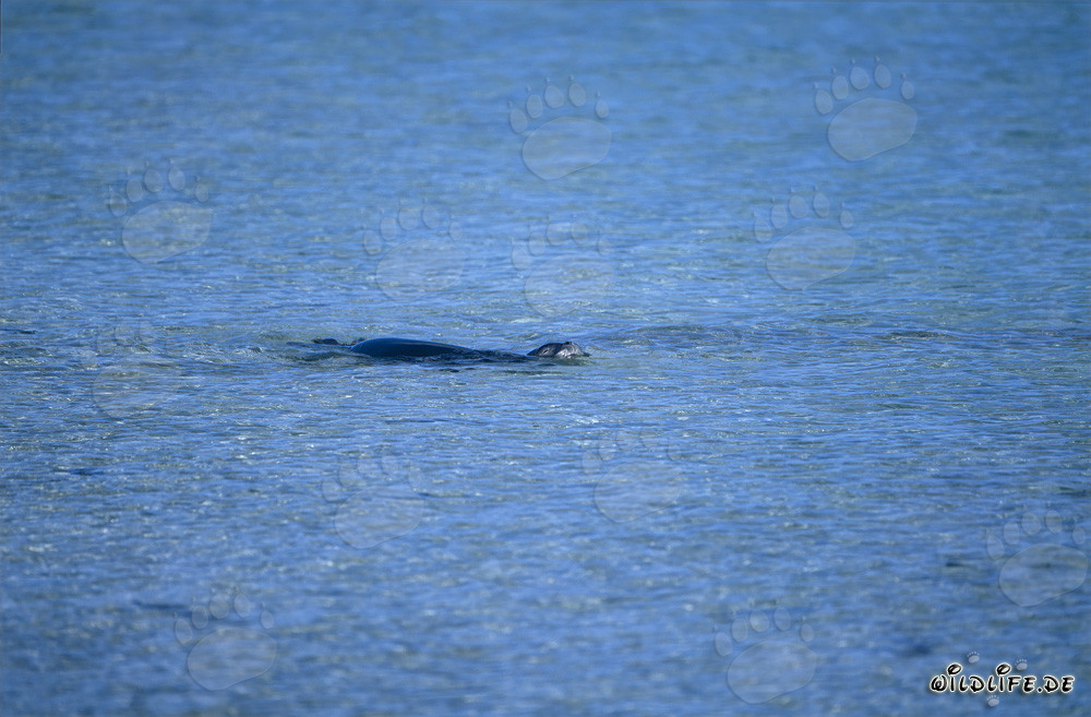 Hawaiianische Moenchsrobbe schwimmend in einer Lagune