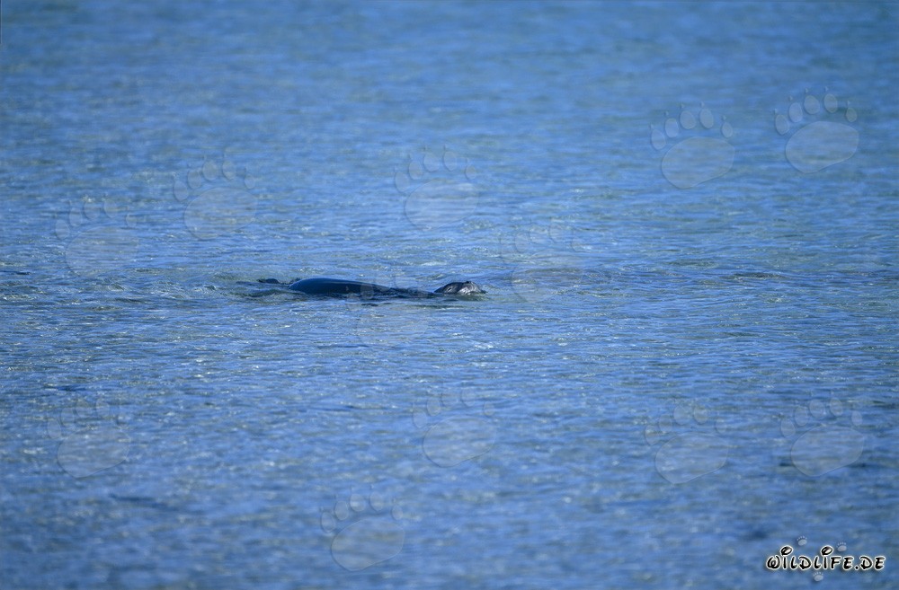 Phoque moine hawaïen nageant dans une lagune