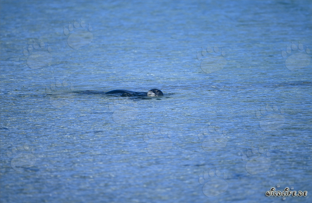 Foca monaca hawaiiana nuota in superficie dell'acqua