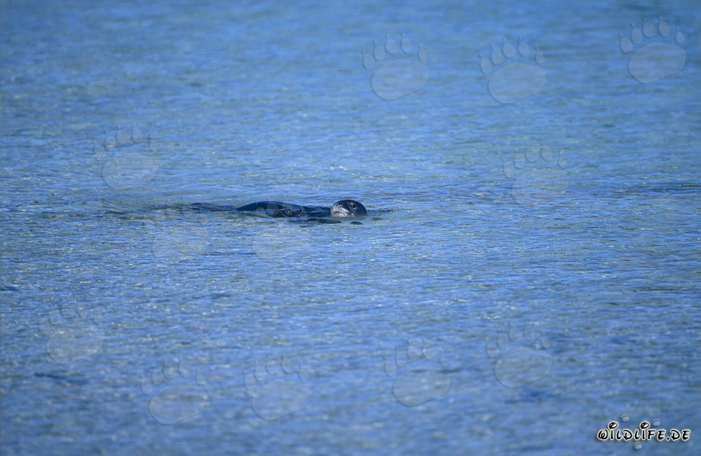Foca monje de Hawái nada en la superficie del agua