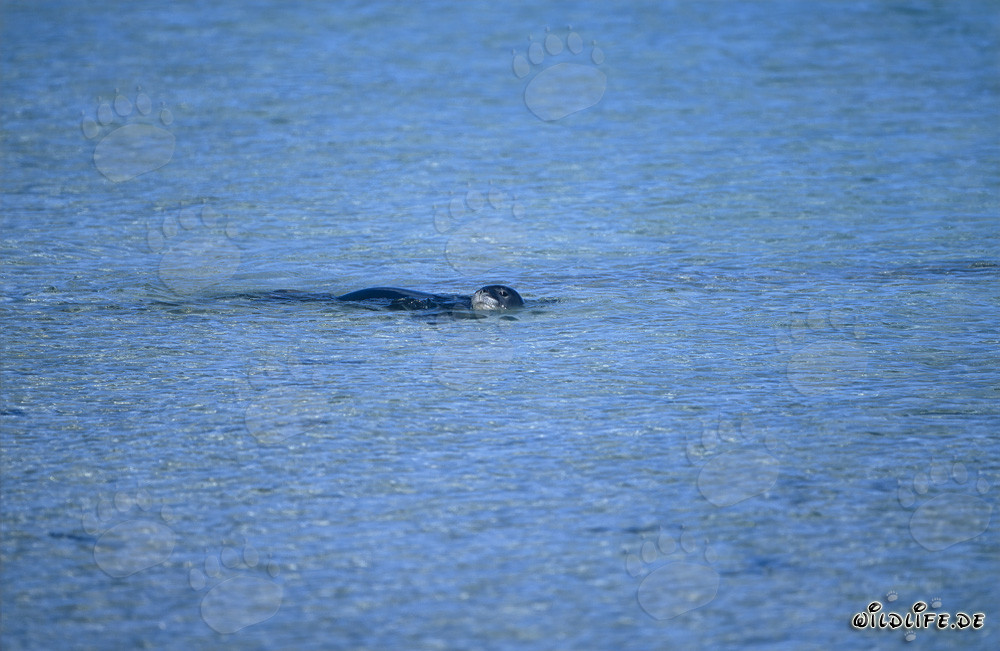 Hawaiian monk seal swimming at the water surface