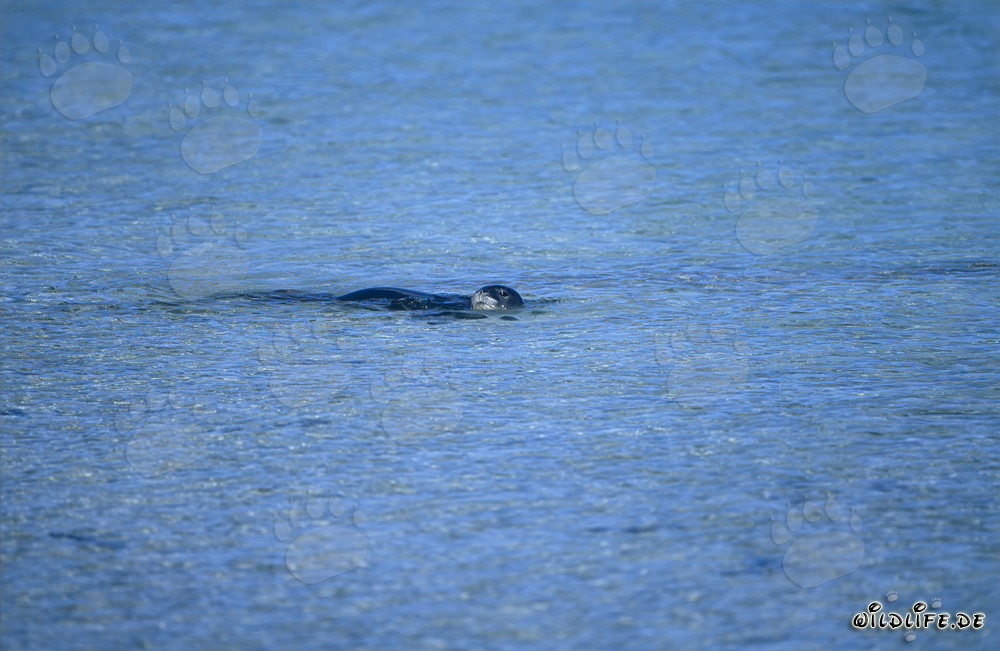 Hawaiianische Moenchsrobbe schwimmt an der Wasseroberflaeche