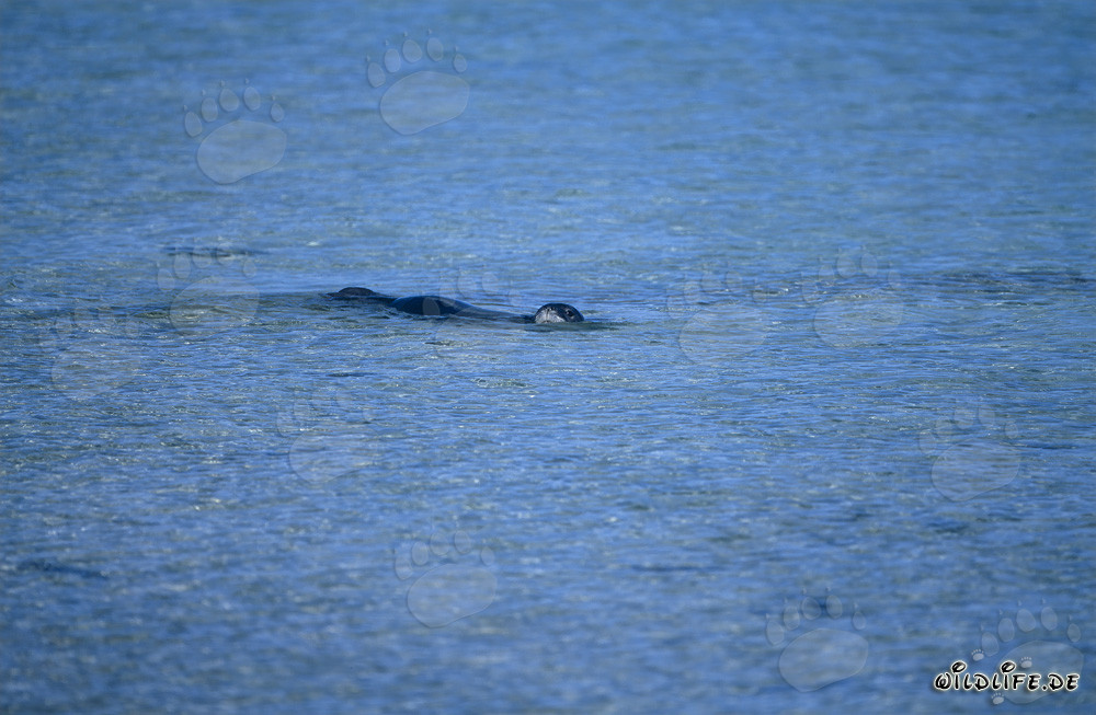 Foca monje hawaiana - Un fósil viviente en el océano Pacífico