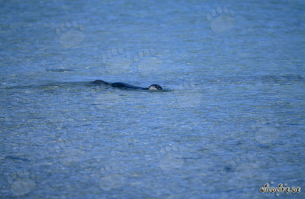 Hawaiian Monk Seal - A Living Fossil in the Pacific Ocean