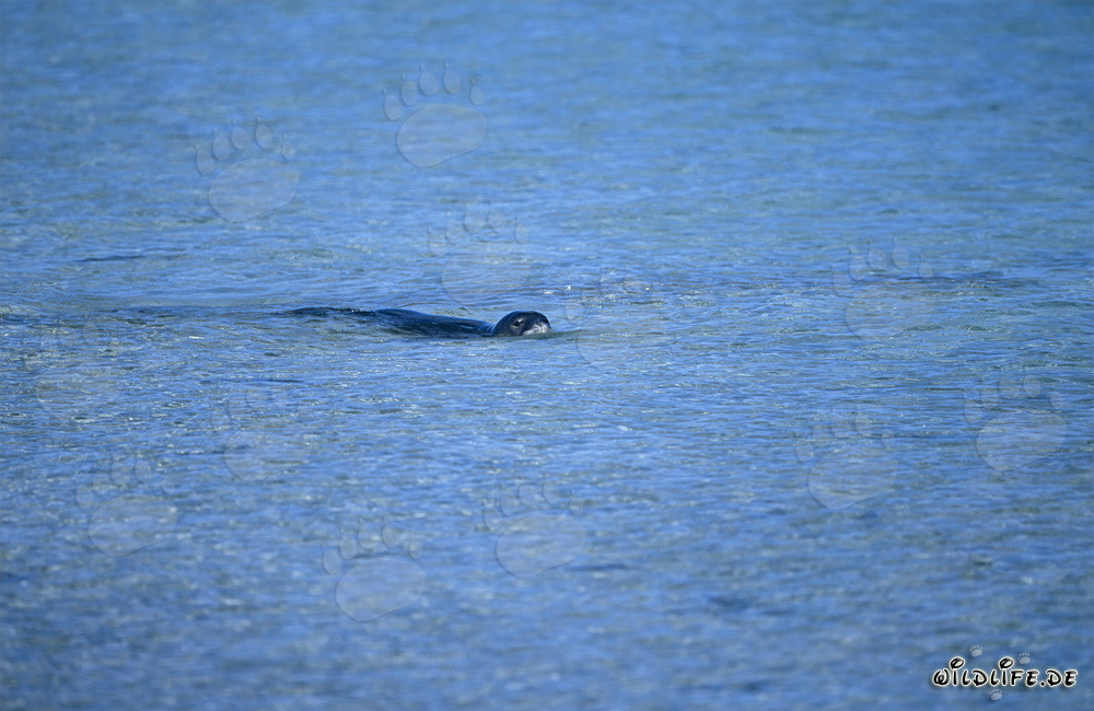 Foca monaca hawaiana nella laguna di Midway