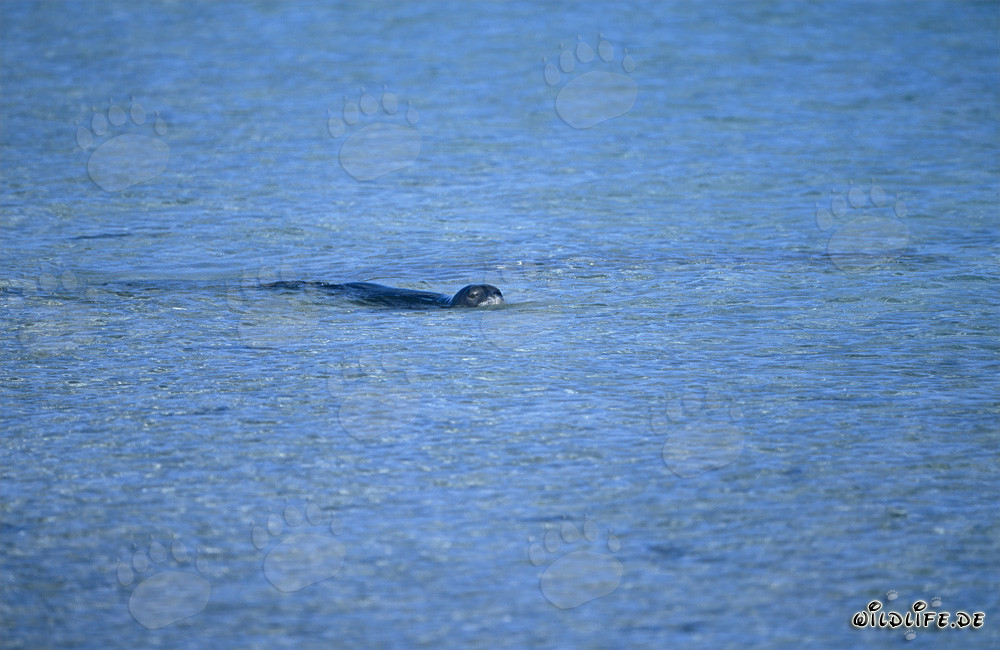 Foca monje hawaiana en la laguna de Midway
