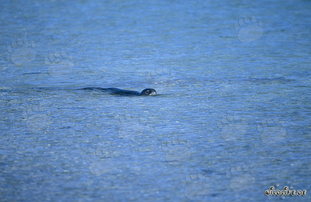 Hawaiian monk seal in the Midway Lagoon
