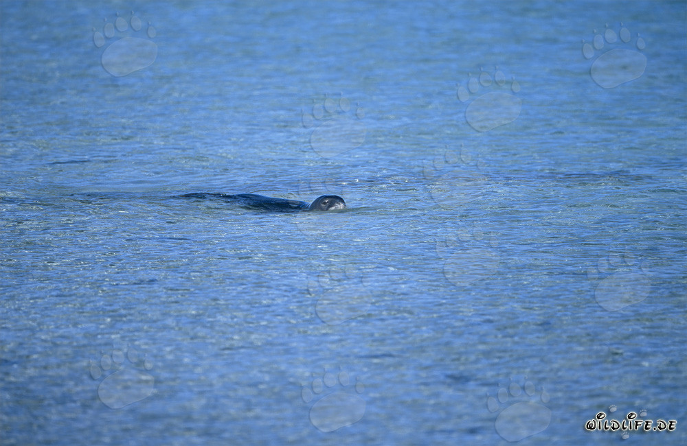 Phoque moine hawaïen dans la lagune de Midway