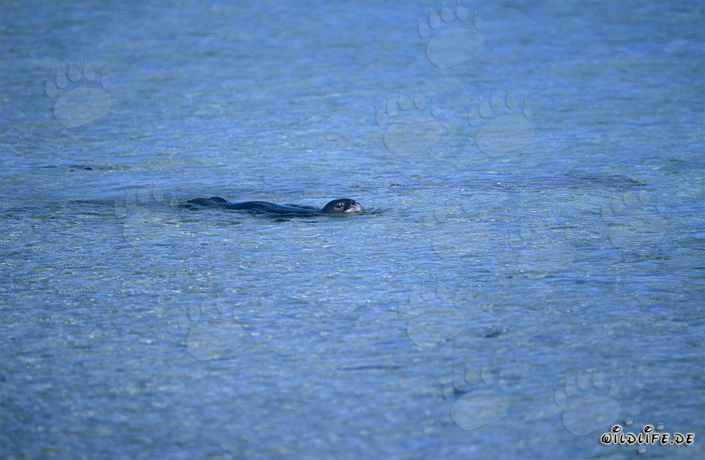 Foca monaca hawaiana osserva l'ambiente circostante