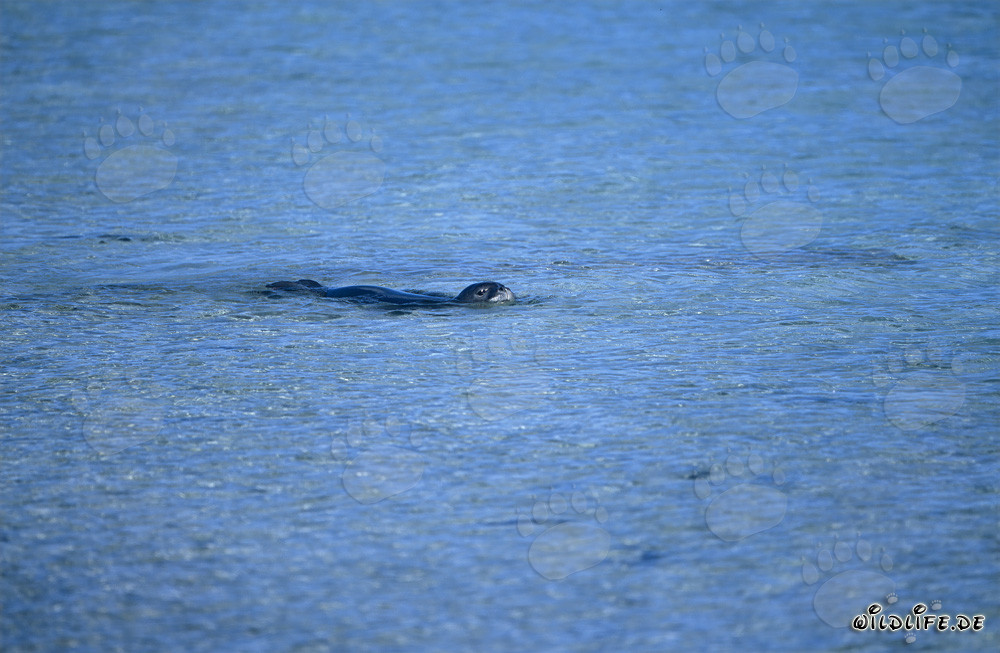 Foca monje hawaiana observando el entorno