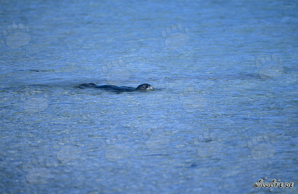 Hawaiian monk seal (Monachus schauinslandi)