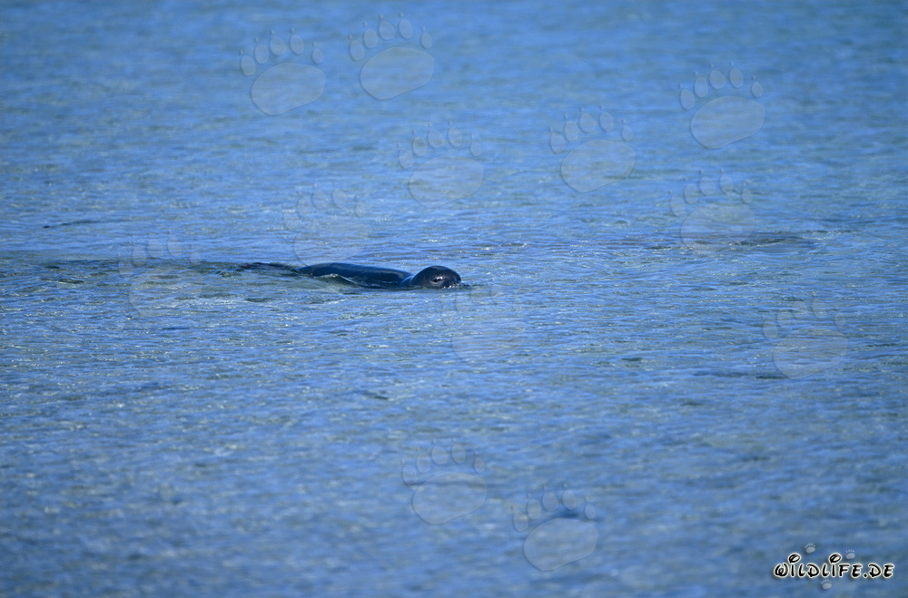 Foca monaca hawaiana nuotante nel mare cristallino