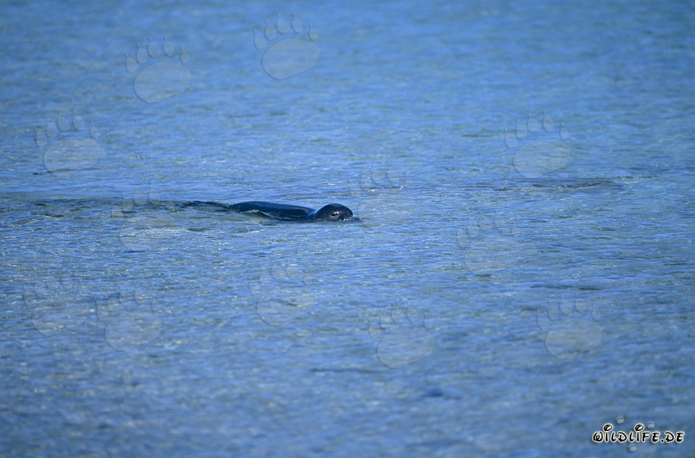 Foca monje hawaiana nadando en el mar cristalino