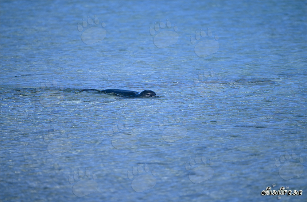 Phoque moine hawaïen nageant dans la mer cristalline