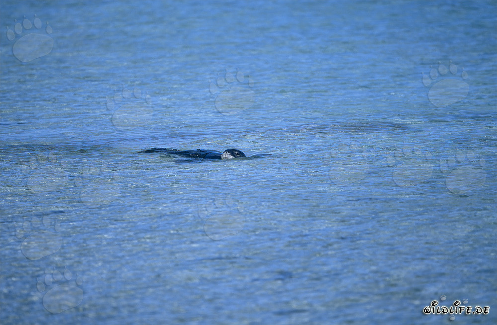 Foca monaca hawaiana nuotante in una laguna a Midway Atoll