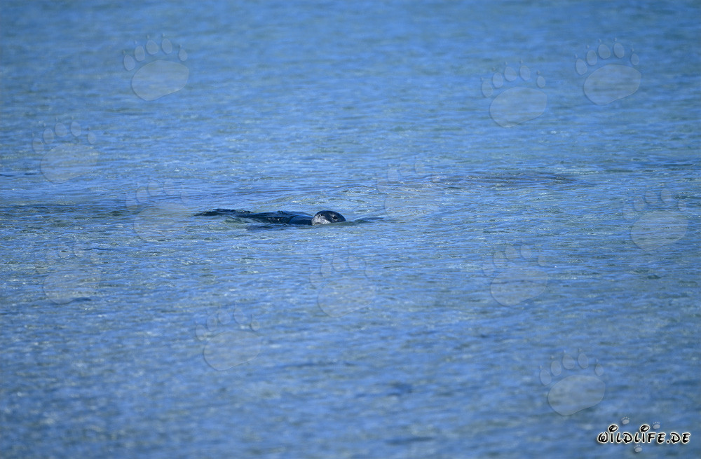 Foca monje hawaiana nadando en una laguna en Midway Atoll