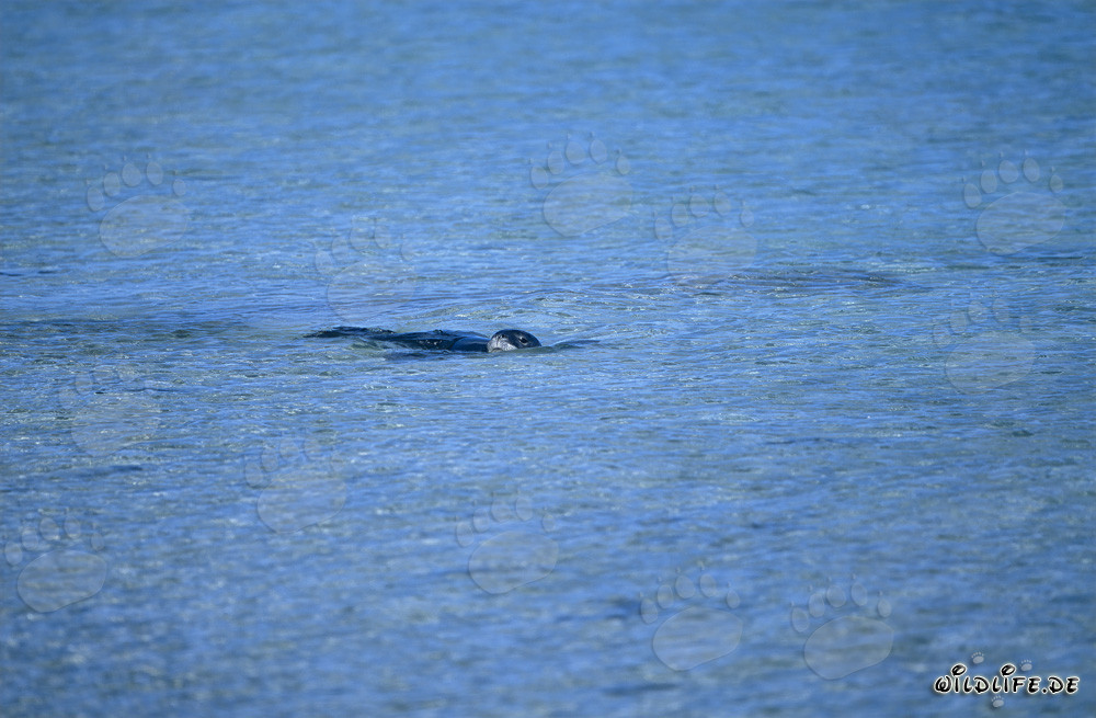 Hawaiian monk seal swimming in a lagoon at Midway Atoll