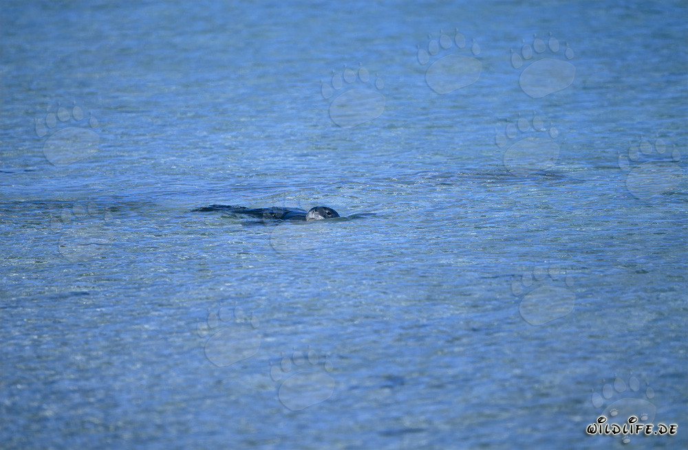 Hawaiianische Moenchsrobbe schwimmend in einer Lagune auf Midway Atoll