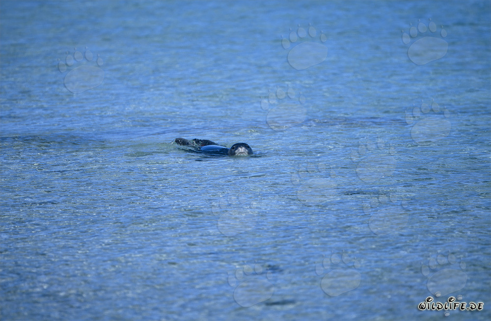 La foca monje hawaiana evalúa críticamente la situación