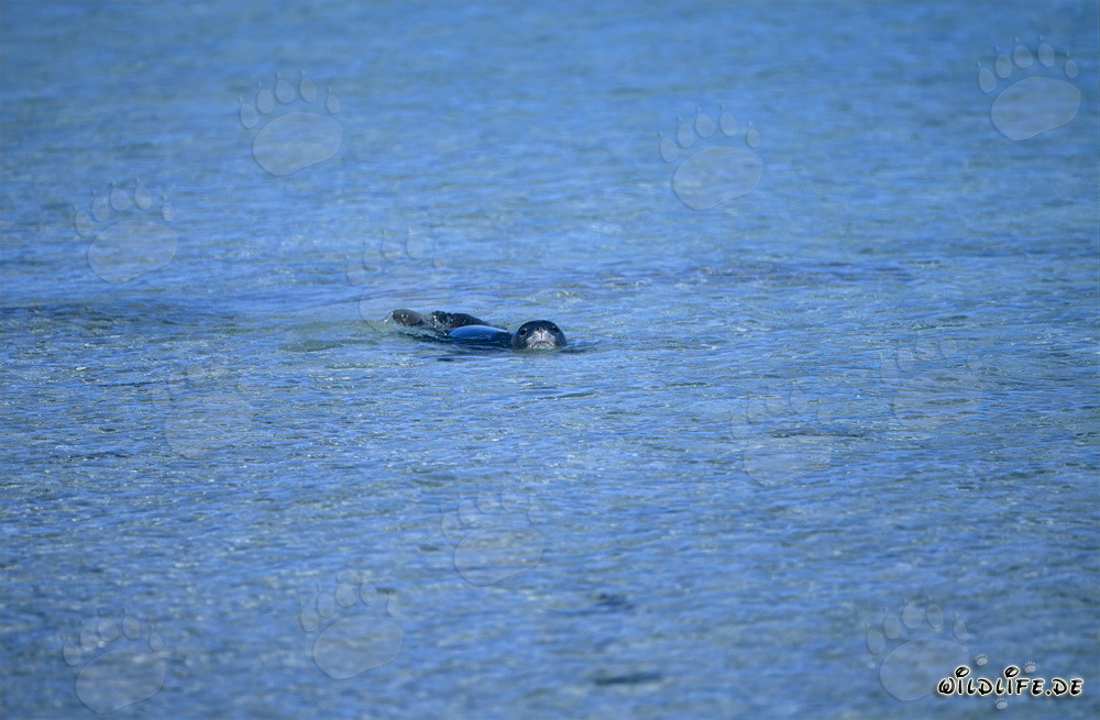 Hawaiian monk seal (Monachus schauinslandi)