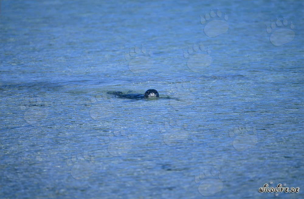 Foca monaca hawaiana che nuota nella laguna di un atollo