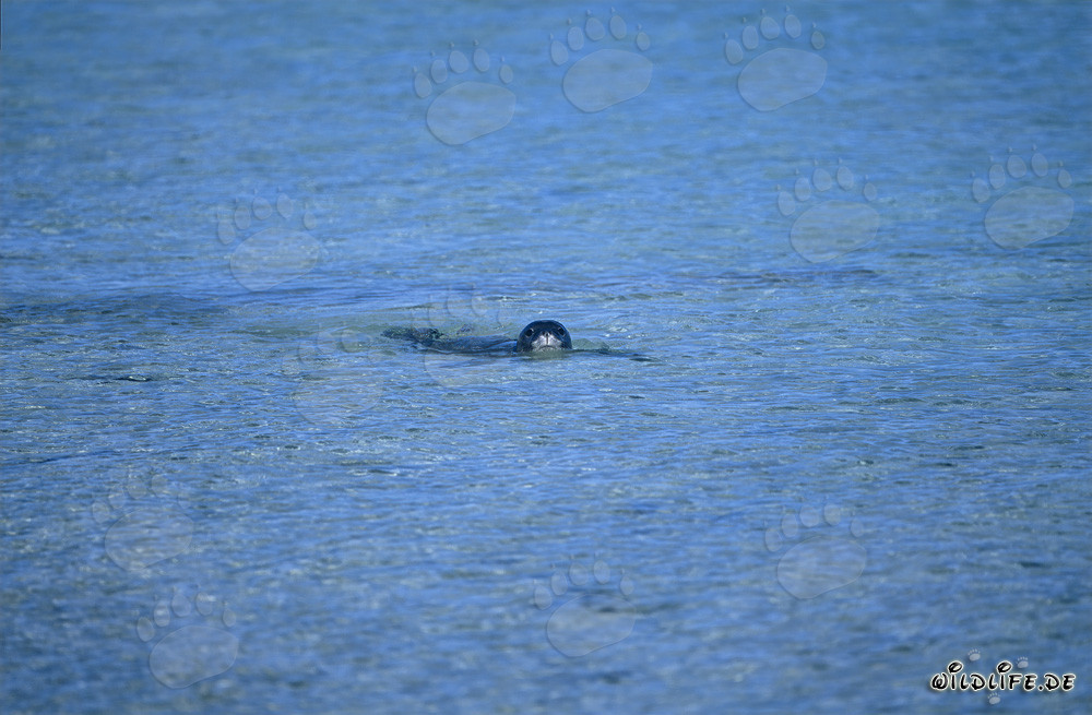 Foca monje hawaiana nadando en la laguna de un atolón