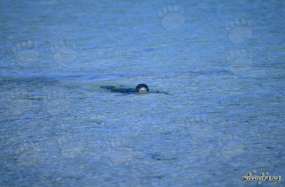 Hawaiian monk seal swimming in an atoll lagoon