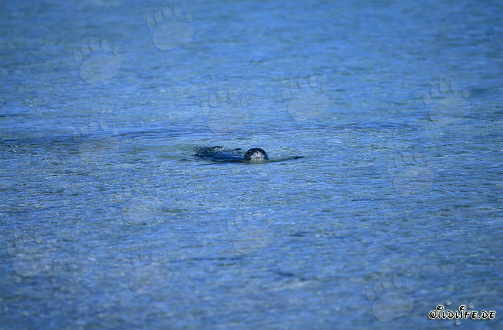 Foca monje hawaiana - Un encuentro raro en la laguna de Midway